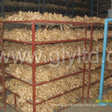 Golden Supplier for Fresh Fat Ginger High Quality